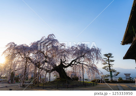 【桜素材】朝日を浴びる麻績の里の舞台桜【長野県】 125333950