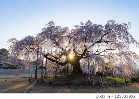 【桜素材】朝日を浴びる麻績の里の舞台桜【長野県】 125333952