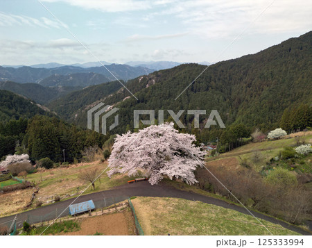 八徳の一本桜 125333994