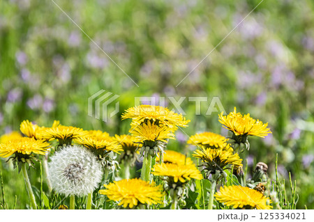 タンポポ　野原に咲く黄色い花　 125334021