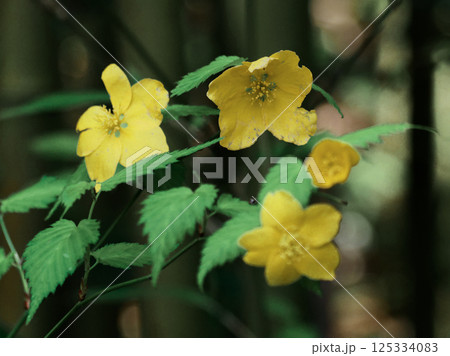 バラ科ヤマブキの黄色い花 125334083