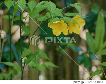 バラ科ヤマブキの黄色い花 125334084