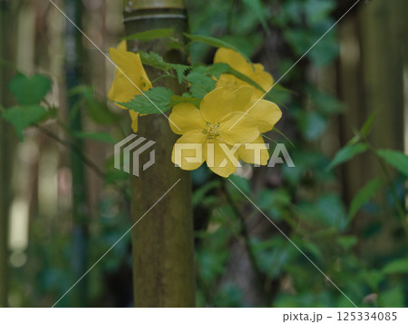 バラ科ヤマブキの黄色い花 125334085