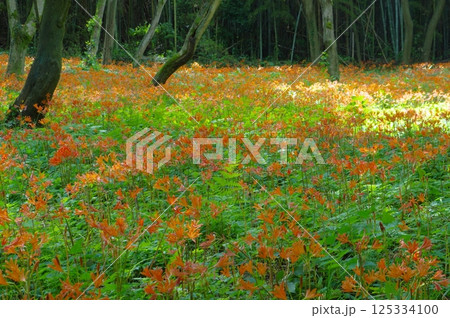 みかも山のキツネノカミソリ みかも山のキツネノカミソリ 125334100
