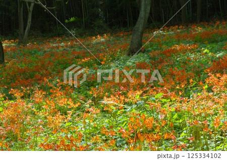 みかも山のキツネノカミソリ 125334102