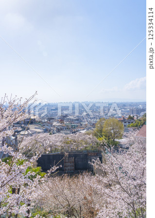 石切駅周辺から見下ろす大阪平野と満開の桜 125334114