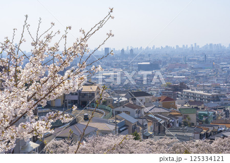 石切駅周辺から見下ろす大阪平野と満開の桜 125334121