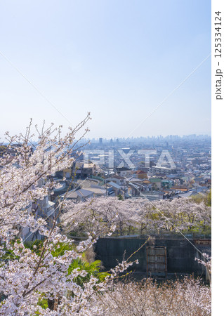 石切駅周辺から見下ろす大阪平野と満開の桜 125334124