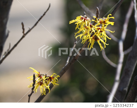 マンサク 125334237