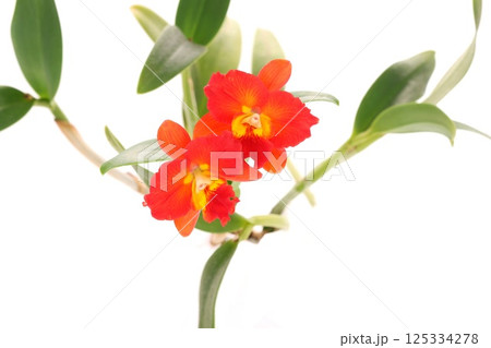 ミニカトレア　赤い花　ブラナエンジェル　明るい背景 125334278