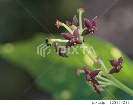 日本原産種  ガリア科アオキの褐色を帯びた紫色の雌花 125334282