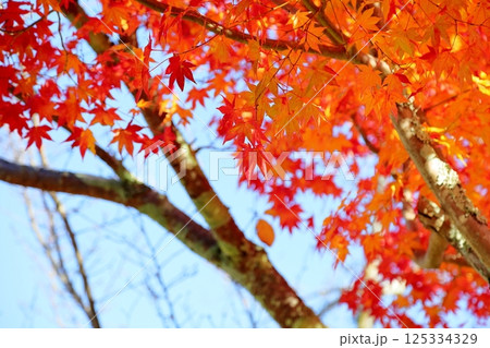 色づくカエデの葉 125334329