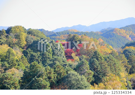 色づく　郊外の里山 125334334