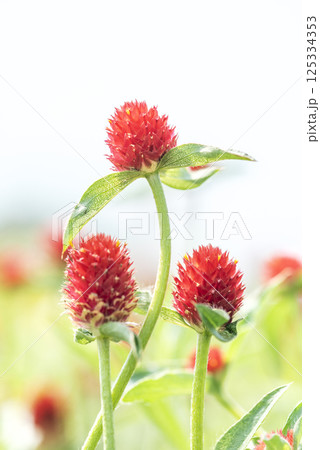 センニチコウ 滝野すずらん丘陵公園 札幌市 センニチコウ 滝野すずらん丘陵公園 札幌市 125334353
