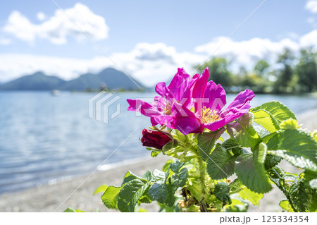 秋のハマナスと洞爺湖　洞爺湖町 125334354