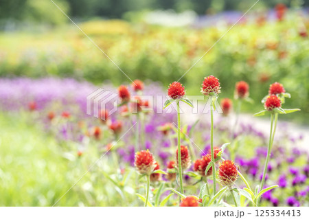 センニチコウ　滝野すずらん丘陵公園　札幌市 125334413