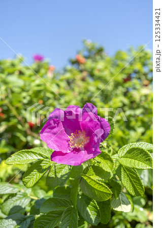 秋のハマナスの花と実　石狩市 125334421