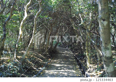 四国足摺岬亜熱帯植物の遊歩道 125334463