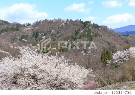 陸郷の山桜　長野県池田町 125334756