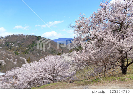陸郷の山桜 長野県池田町 陸郷の山桜 長野県池田町 125334759