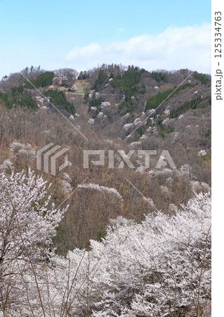 陸郷の山桜 長野県池田町 陸郷の山桜 長野県池田町 125334763