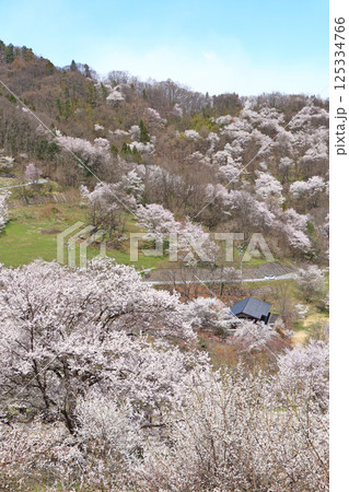 陸郷の山桜　長野県池田町 125334766