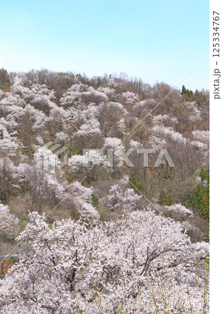陸郷の山桜 長野県池田町 陸郷の山桜 長野県池田町 125334767