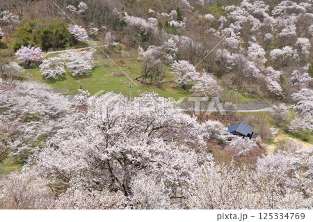 陸郷の山桜　長野県池田町 125334769