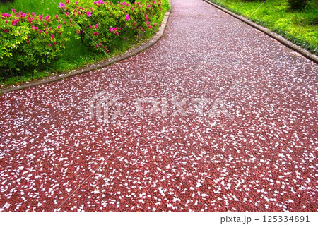 春の雨上がりの桜の花びら散る集合住宅の遊歩道風景 春の雨上がりの桜の花びら散る集合住宅の遊歩道風景 125334891
