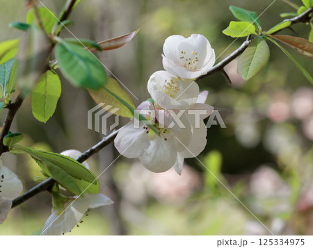 バラ科木瓜の開花 バラ科木瓜の開花 125334975