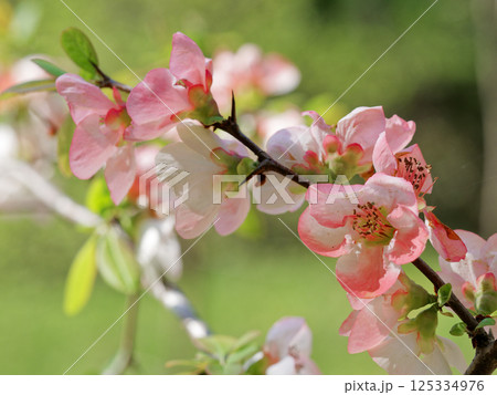バラ科木瓜の開花 125334976