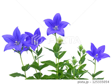 桔梗の花 　秋の七草のひとつ　A4（ fix撮影 ） 125335054