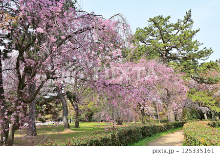 京都御苑　近衛邸跡　満開の紅枝垂れ桜　京都市 125335161
