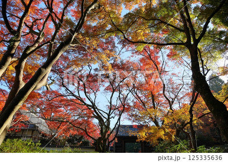 鮮やか 山門のもみじ 紅葉 鮮やか 山門のもみじ 紅葉 125335636