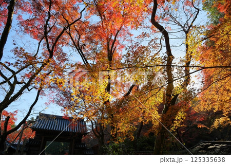 鮮やか　山門のもみじ　紅葉 125335638
