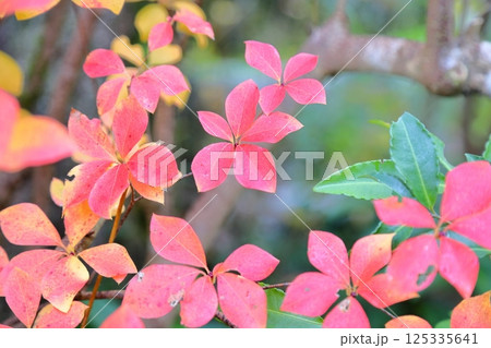 色づく　ドウダンツツジの葉 125335641