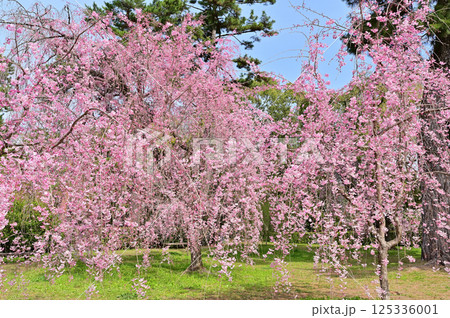 京都御苑　近衛邸跡　満開の紅枝垂れ桜　京都市 125336001