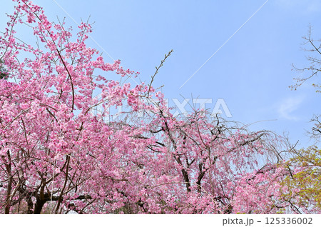 京都御苑　近衛邸跡　満開の紅枝垂れ桜　京都市 125336002