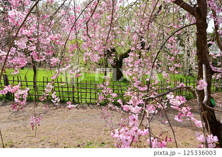 京都御苑　近衛邸跡　満開の紅枝垂れ桜　京都市 125336003