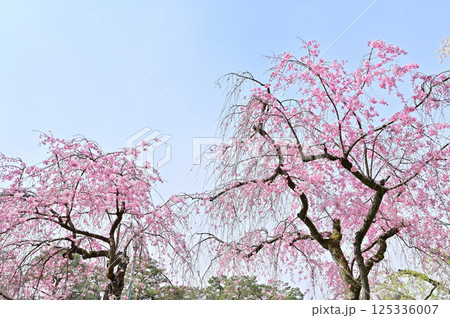 京都御苑　近衛邸跡　満開の紅枝垂れ桜　京都市 125336007
