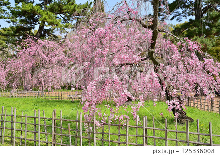 京都御苑 近衛邸跡 満開の紅枝垂れ桜 京都市 京都御苑 近衛邸跡 満開の紅枝垂れ桜 京都市 125336008