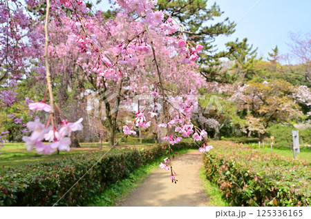 京都御苑　近衛邸跡　満開の紅枝垂れ桜　京都市 125336165