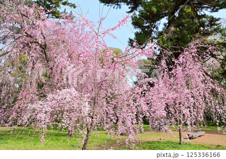 京都御苑　近衛邸跡　満開の紅枝垂れ桜　京都市 125336166