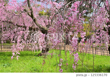 京都御苑 近衛邸跡 満開の紅枝垂れ桜 京都市 京都御苑 近衛邸跡 満開の紅枝垂れ桜 京都市 125336170