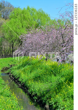 満開の桜と新緑の風景　 125336183