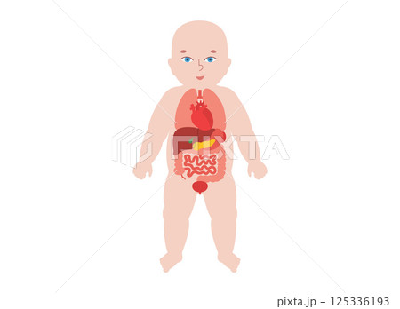 Internal organs of the child Internal organs of the child 125336193