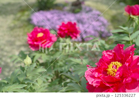 小さな庭　イメージ 125336227