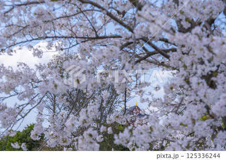 平城京　大極殿と満開の桜 125336244