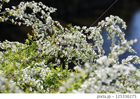 満開の雪柳 春の訪れ 満開の雪柳 春の訪れ 125336275