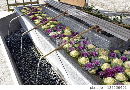 手水舎に浮かぶ葉牡丹 手水舎に浮かぶ葉牡丹 125336491